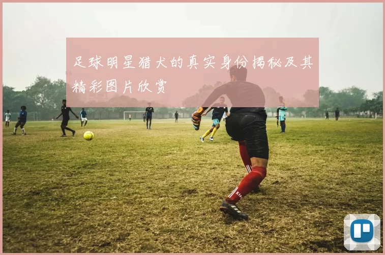 足球明星猎犬的真实身份揭秘及其精彩图片欣赏